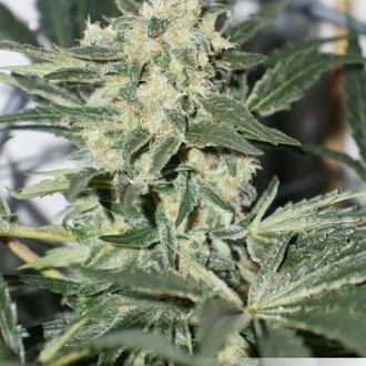 CBD Skunk Haze (Dutch Passion) Feminiserade