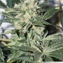 CBD Skunk Haze (Dutch Passion) Feminiserade