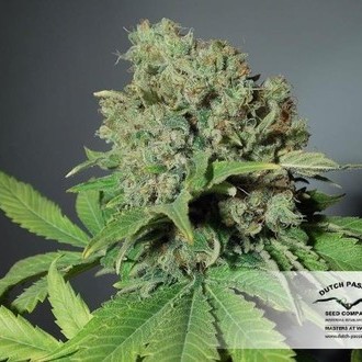 CBD Skunk Haze (Dutch Passion) Feminiserade
