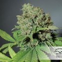 CBD Skunk Haze (Dutch Passion) Feminiserade
