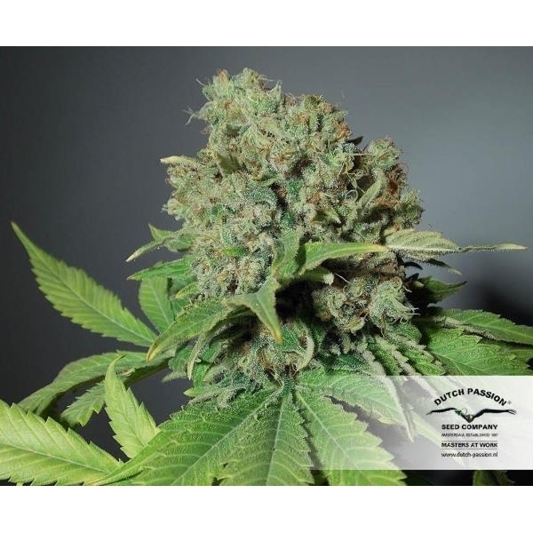 CBD Skunk Haze (Dutch Passion) Feminiserade