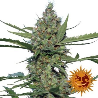 Laughing Buddha (Barney's Farm) feminiserade cannabisfr&ouml;n