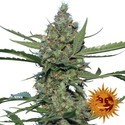 Laughing Buddha (Barney's Farm) Feminiserade
