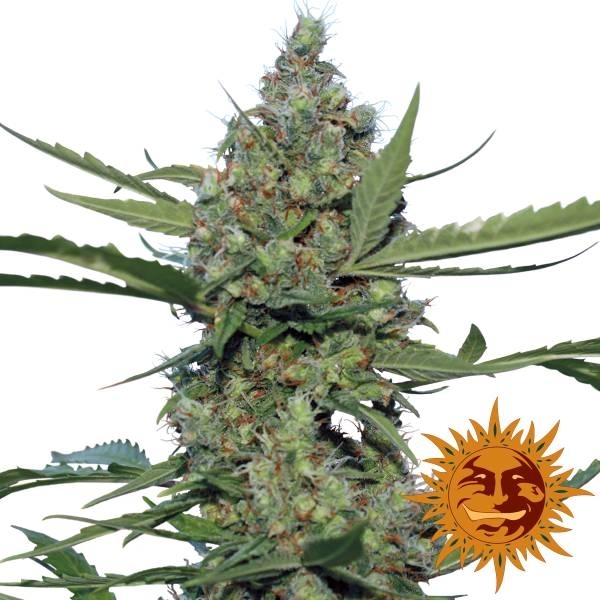 Laughing Buddha (Barney's Farm) Feminiserade