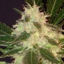 Widow (CBD Seeds) Feminiserade