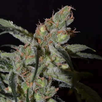 Shark (CBD fr&ouml;n) feminiserade