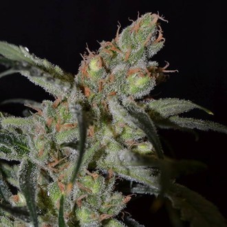 Shark (CBD fr&ouml;n) Feminiserade