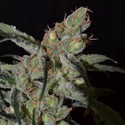Shark (CBD frön) Feminiserade