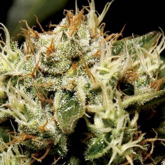Yumbolt (CBD fr&ouml;n) feminiserade