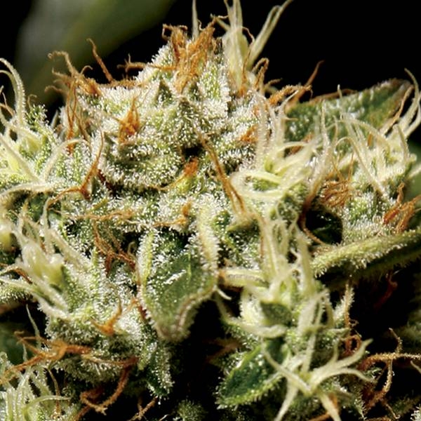 Yumbolt (CBD frön) Feminiserade