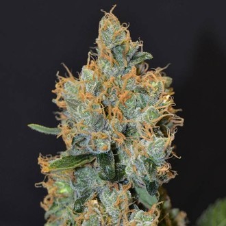 Lavender (CBD fr&ouml;n) Feminiserade