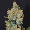 Lavender (CBD frön) Feminiserade