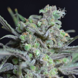 Critical (CBD fr&ouml;n) Feminiserade