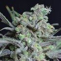 Critical (CBD frön) Feminiserade
