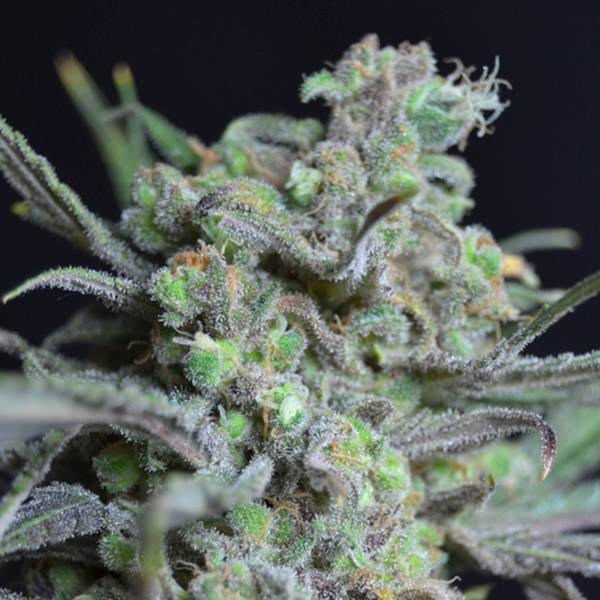 Critical (CBD frön) Feminiserade