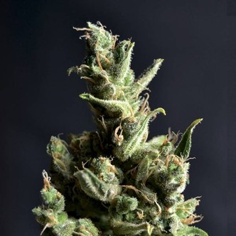 Amnesia 5 (CBD fr&ouml;n) feminiserade