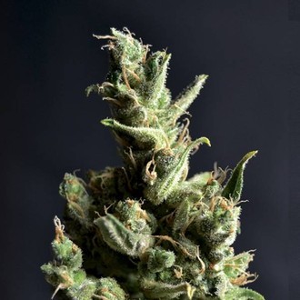 Amnesia 5 (CBD fr&ouml;n) Feminiserade