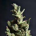 Amnesia 5 (CBD frön) Feminiserade