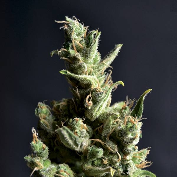 Amnesia 5 (CBD frön) Feminiserade