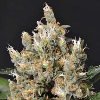 Kali (CBD fr&ouml;n) feminiserade
