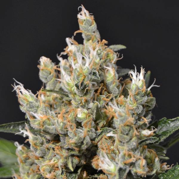 Kali (CBD frön) Feminiserade