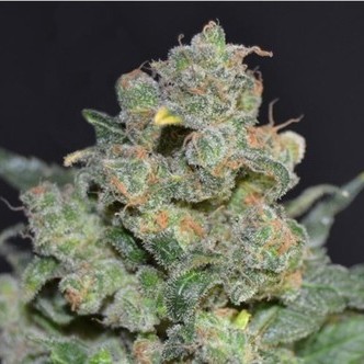 Cheese (CBD fr&ouml;n) feminiserade
