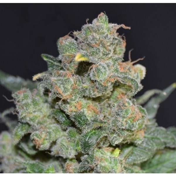 Cheese (CBD Seeds) Feminiserade
