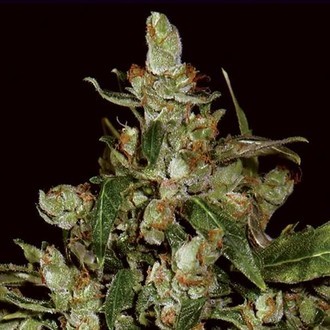 Auto Widow (CBD fr&ouml;n) Feminiserade