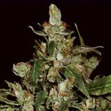 Auto Widow (CBD frön) Feminiserade