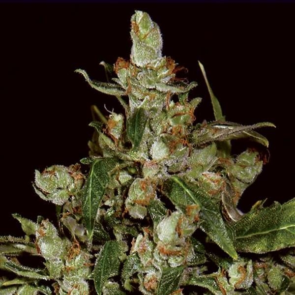 Auto Widow (CBD frön) Feminiserade