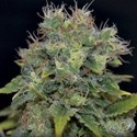 Auto Yumbolt (CBD frön) Feminiserade