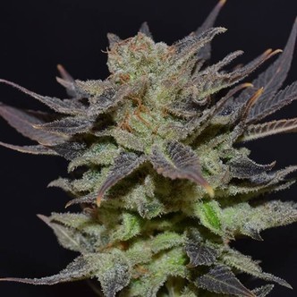 Auto Lavender (CBD fr&ouml;n) feminiserade