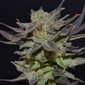 Auto Lavender (CBD frön) Feminiserade