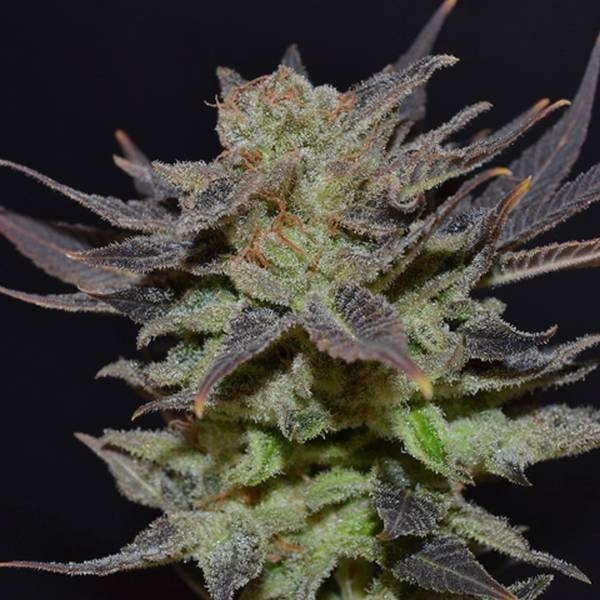 Auto Lavender (CBD frön) Feminiserade