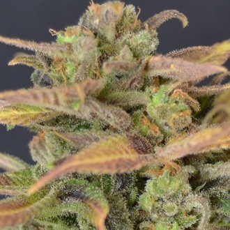 Auto Critical (CBD fr&ouml;n) Feminiserade