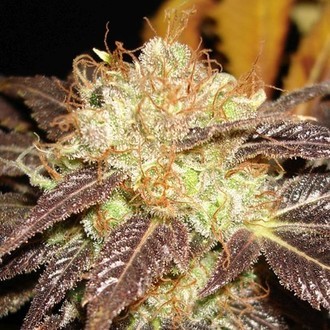 Auto Diesel (CBD fr&ouml;n) Feminiserade
