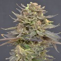 Magma (CBD frön) Feminiserade