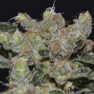 Zen (CBD fr&ouml;n) feminiserade