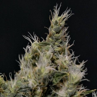 Vanilla Haze (CBD fr&ouml;n) Feminiserade