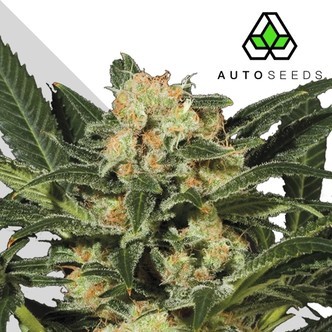 Candy Kush (Auto Seeds) feminiserade