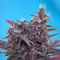 Black Cream Auto (Sweet Seeds) Feminiserade