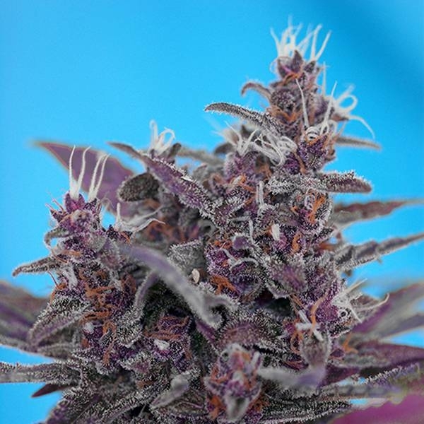 Black Cream Auto (Sweet Seeds) Feminiserade