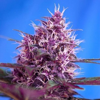 Red Poison Auto (Sweet Seeds) feminiserade