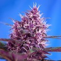 Red Poison Auto (Sweet Seeds) Feminiserade