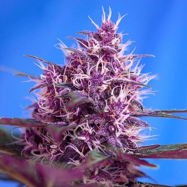 Red Poison Auto (Sweet Seeds) Feminiserade