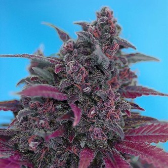 Dark Devil Auto (Sweet Seeds) feminiserade