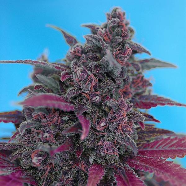 Dark Devil Auto (Sweet Seeds) Feminiserade