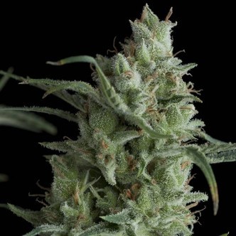 Kryptonite (Pyramid Seeds) feminiserade cannabisfr&ouml;n