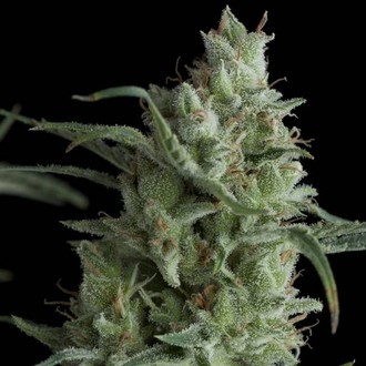 Kryptonite (Pyramid Seeds) Feminiserade