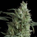 Kryptonite (Pyramid Seeds) Feminiserade
